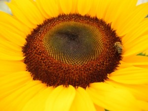 Gravidanza e dieta maternità